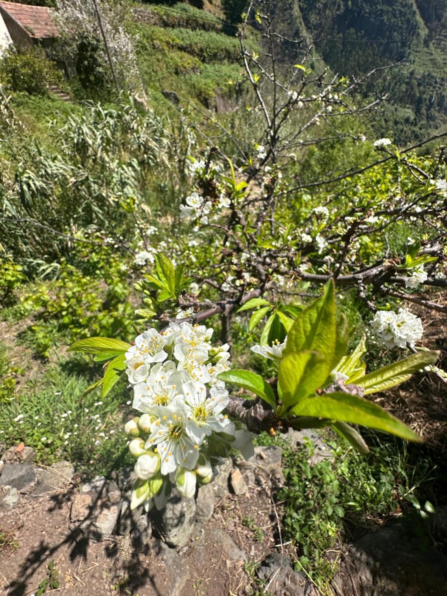 The Green Valley House São Vicente Zewnętrze zdjęcie